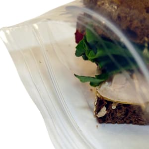 909-H07RC Seal Top Sandwich Bag - 6" x 6", Poly